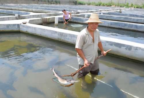 济南历下区观赏鱼养殖公司注册